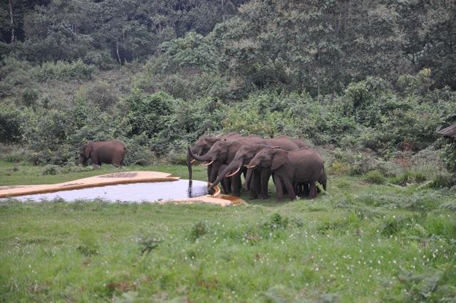 Castle Forest Lodge Mount Kenya National Park Екстериор снимка